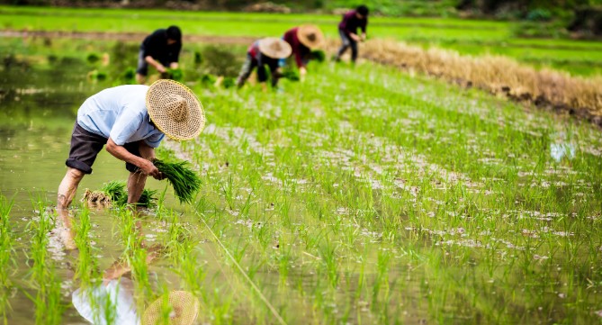 Agriculture